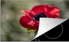 KitchenYeah© Herdabdeckplatte Rote Anemone im Sonnenlicht , Produktbild-Vorschau 1