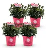 Zwerg-Rhododendron - Rhododendron Bloombux Magenta - Produktbild-Vorschau 2