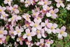 Clematis montana 'Rubens', Berg-Waldrebe, rosa Blüten, Produktbild-Vorschau 3