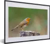 MuchoWow® Gerahmtes Poster Tiere - Vogel - Rotkehlchen Produktbild-Vorschau 1