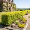 20x Ligustrum ovalifolium Aureum - Goldliguster Produktbild-Vorschau 1