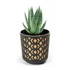 A potted succulent plant in a decorative pot against a white background. Podgląd zdjęcia produktu