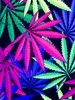 PSYWORK Schwarzlicht Segel Elasthan Goa "Sweet Weed", Produktbild-Vorschau 3