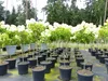 Horstensie Rispenhortensie Stamm 170 cm Hercules weiß Produktbild-Vorschau 5
