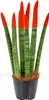 Bloomique - Sansevieria Velvet Touch - Langue de belle-mère Voir les images du produit 5
