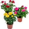 Bloomique - 3er-Mix - Topfrosen - Rot, Gelb, Rosa - Produktbild-Vorschau 1