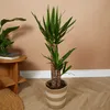Bloomique - Yucca Elephantipes - Yucca - Plante d’intérieur Voir les images du produit 2