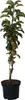 A potted apple tree with several small apples on its branches, isolated on a white background. Produktbild-Vorschau