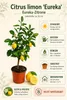 Piantina di limone Eureka, altezza circa 50 cm. Citrus Anteprima dell’immagine prodotto 3