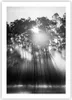 Poster - Poster ohne Rahmen - Wald Kiefer Sonne - 50x70 cm Produktbild-Vorschau 1