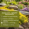 Sedum Acre (Wildform), scharfer Mauerpfeffer, Portion, Produktbild-Vorschau 4