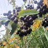 Obstpflanzensetzling Vogelbeerbaum Likjornaja im Produktbild-Vorschau 8
