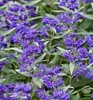 Bartblume ´DARK KNIGHT´ 40-50 cm, kont. 2,5 l Produktbild-Vorschau 5