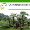 SAFLAX - konopná palma - Chamaerops excelsa - 10 Semena - S Náhled obrázku produktu 7