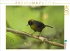 CALVENDO Puzzle Rußgesichttangare (Mitrospingus cassinii) | Produktbild-Vorschau 2