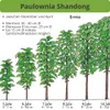 2 x Paulownia Blauglockenbaum Shandong im 8-10 cm Topf Produktbild-Vorschau 6