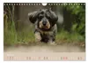 Dackel - lustige Gesellen auf kurzen Beinchen (Wandkalender Produktbild-Vorschau 9