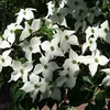 Japonský svída  - Cornus kousa 'Schmetterling'  | 50-60 cm Náhled obrázku produktu 2