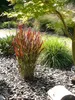 Stauden Gänge 5 x Panicum virgatum 'Cardinal' im 1 Liter Produktbild-Vorschau 8