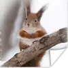 MuchoWow® Poster Eichhörnchen - Baum - Schneeflocke - Produktbild-Vorschau 1