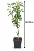 Birnbaum Williams Christ, výška 100–120 cm – odrůda Pyrus Náhled obrázku produktu 5
