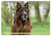 Altdeutsche Schäferhunde - Traumhafte Schäferhunde Produktbild-Vorschau 8