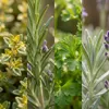 Zynesflora 4 Stück Italienische Kräuter Pflanzen im Ø 14 cm Produktbild-Vorschau 8