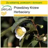 SAFLAX - Zestaw do uprawy - Prawdziwy Krzew Herbaciany - 6 Podgląd zdjęcia produktu 7