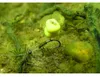 Korda Wide Gape X Karpfenhaken, Größe:8 Produktbild-Vorschau 11