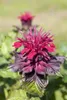 Monarda didyma, Indianernessel, rot, ca. 9x9 cm Topf Produktbild-Vorschau 1