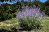 Stauden Gänge 1 x Perovskia atriplicifolia 'Blue Spire' - Produktbild-Vorschau 3