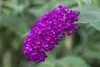Buddleja davidii 'Royal Red', Schmetterlingsflieder, rot, Produktbild-Vorschau 3
