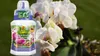 Orchideendünger 0,25 l - Hochwertig - Nährstoffreich - Für Produktbild-Vorschau 7