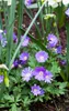 Anemone blanda 'Blue Shades', Balkan-Windröschen, blau, ca. Produktbild-Vorschau 6