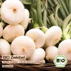 Samenliebe  Zwiebel Samen | Cipolla Bianca di Maggio - Produktbild-Vorschau 4