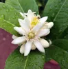 Meine Orangerie Zitruserde und mediterrane Pflanzenerde Produktbild-Vorschau 6