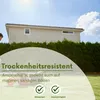 Bestellartikel Härtlicher Schwingel/ Schafschwingel festuca Produktbild-Vorschau 4