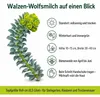 3 x Euphorbia myrsinites (Walzen Wolfsmilch)  - Stauden Produktbild-Vorschau 8