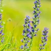 6 x Gewöhnlicher Natternkopf - Echium vulgare  | Topf 9cm x Produktbild-Vorschau 1
