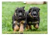 Altdeutsche Schäferhunde - Traumhafte Schäferhunde Produktbild-Vorschau 4