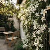 Sternjasmin - 2 Stk - Trachelospermum jasminoides - Höhe Produktbild-Vorschau 6