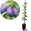 Prunus domestica 'Opal', prunier, pot de 1,5 litre Voir les images du produit 1