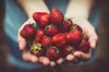 Biohumus Uniwersalny płynny nawóz organiczno-mineralny 1L Náhled obrázku produktu 3