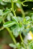 Poncirus trifoliata, Bitterorange, 60–80 cm Produktbild-Vorschau 8