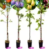 Set mit 4 Obstbäumen – 1 Apfel, 1 Birne, 1 Kirsche, 1 Produktbild-Vorschau 1