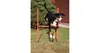 A dog jumping over an agility obstacle in a grassy yard. Anteprima dell’immagine prodotto