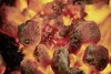 Briquettes de barbecue Weber 4 kg Voir les images du produit 15