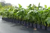 Bananenstaude Banane Musa Basjoo 140 - 170 cm winterhart Produktbild-Vorschau 4