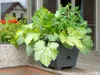 Plastia Pflanzenkübel Bergamot, Blumentopf mit Produktbild-Vorschau 9
