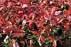 Photinia fraseri 'Camilvy' - Glanzmispel, 40-60 cm - In pot Productafbeelding-voorbeeld 4